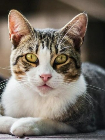 Conoce más a tu gato