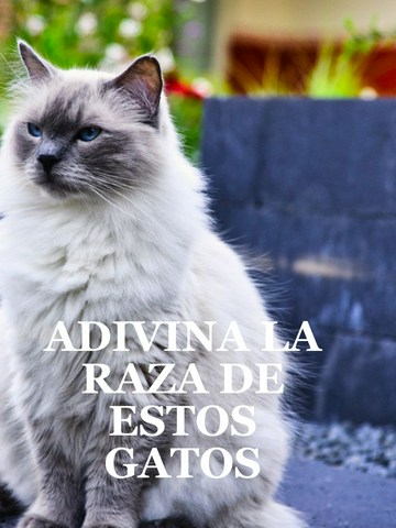 Adivina la raza de estos gatos