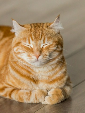 Cuida de la salud de tu gato