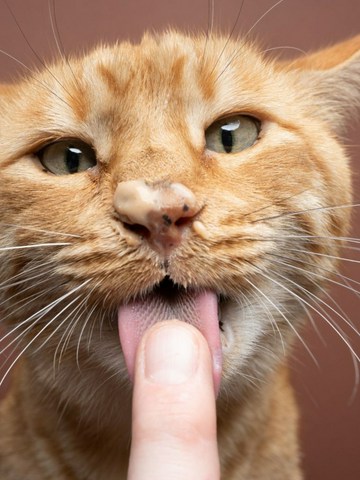 El vínculo entre gatos y dueños