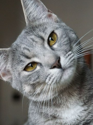 Tips para vivir con gatos