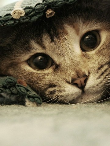 ¿Qué tipo de gato es el tuyo?