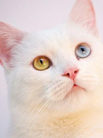 Dueños y gatos