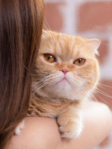 La salud de tu gato