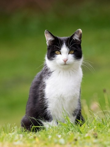 ¿Qué sienten los gatos?