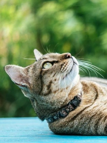 Gatos famosos y otras curiosidades