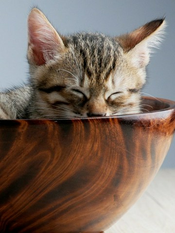 Cuidados básicos de los gatos