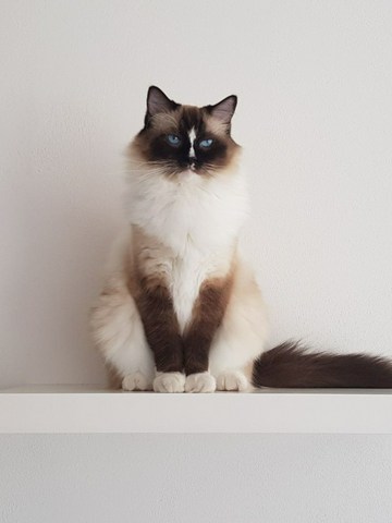 Consejos para educar a tu gato