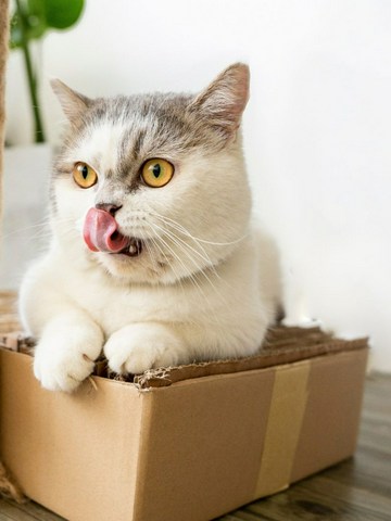 Entiende mejor el comportamiento de tu gato
