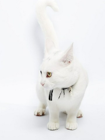 ¿Cómo se comunica tu gato?