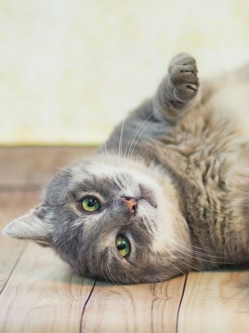 El descanso de los gatos