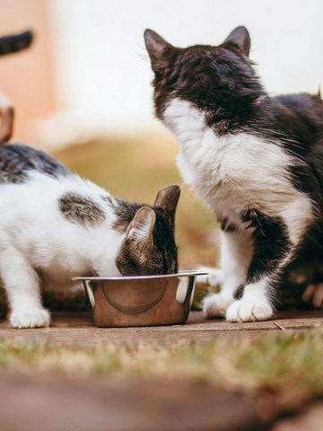 Cuida la alimentación de tu gato