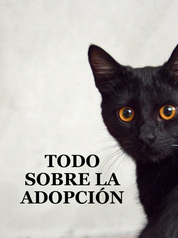 Todo sobre la adopción
