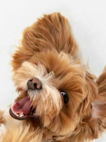 Cosas tóxicas para los perros