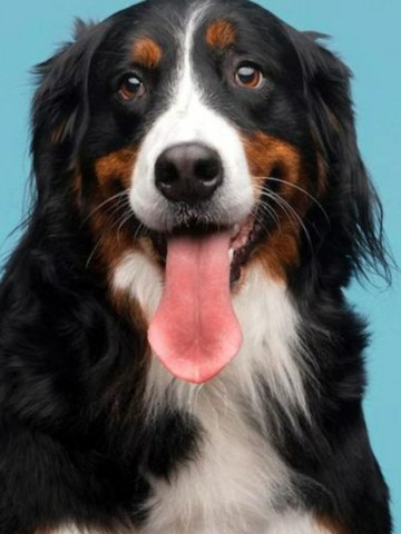 Cuidados básicos de los perros