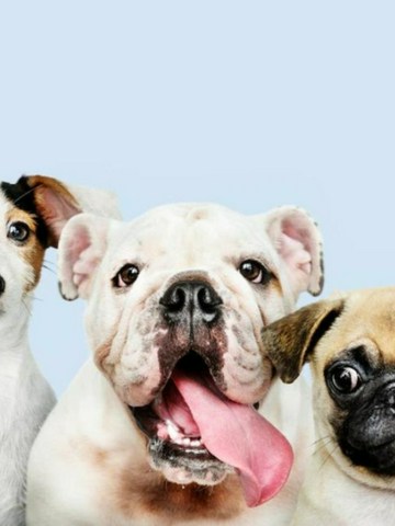 Perros que son o parecen...