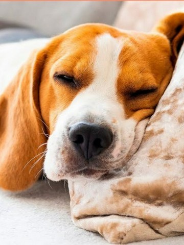 ¿Cómo puedes relajarle?