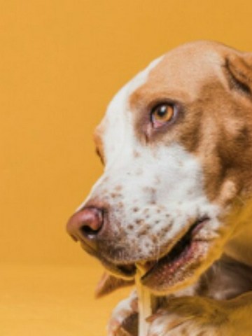 La alimentación de los perros