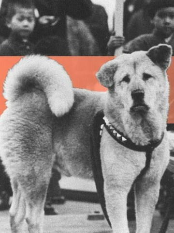¿Te suenan estos perros?