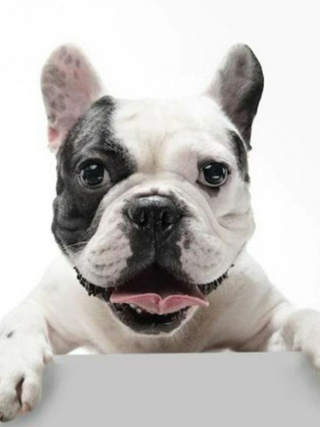 Aprende más sobre razas de perros