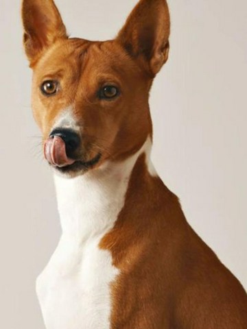 Consejos para educar a tu perro
