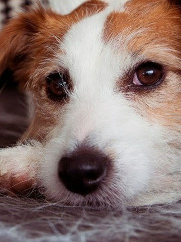 Recomendaciones para vivir con un perro