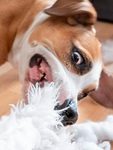 Comportamientos curiosos de los perros
