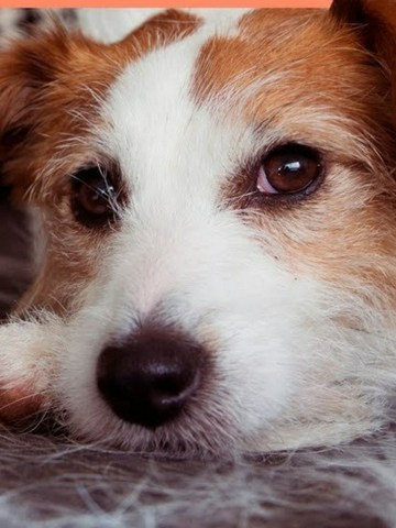 Tips para vivir con perros