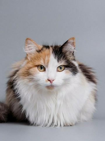 ¿Cómo son los gatos?