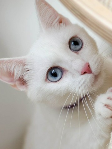 ¿Qué puedes hacerle a tu gato?