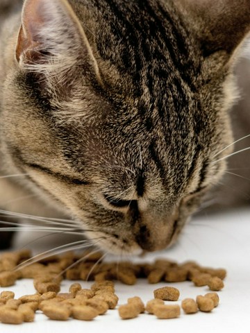 ¿Qué pueden comer?