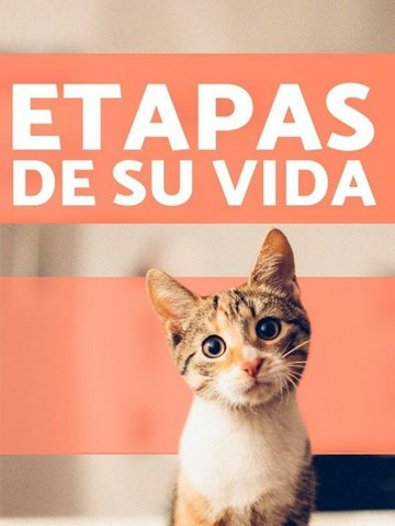 Etapas de la vida