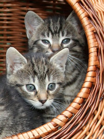 ¿Cómo cuidar a tu gato en estos casos?