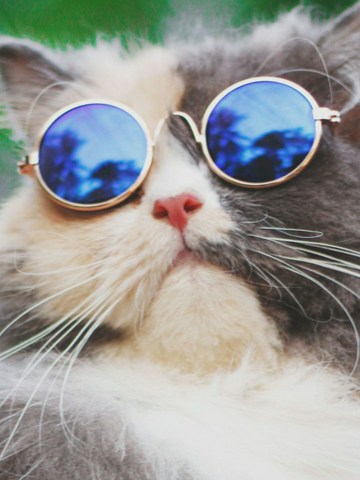El verano y los gatos