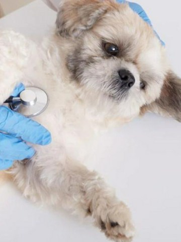 ¿Qué enfermedades pueden sufrir los perros?