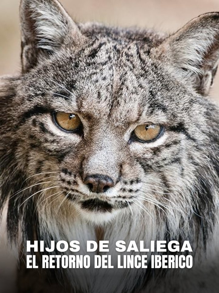Póster de Hijos de Saliega. El retorno del lince ibérico