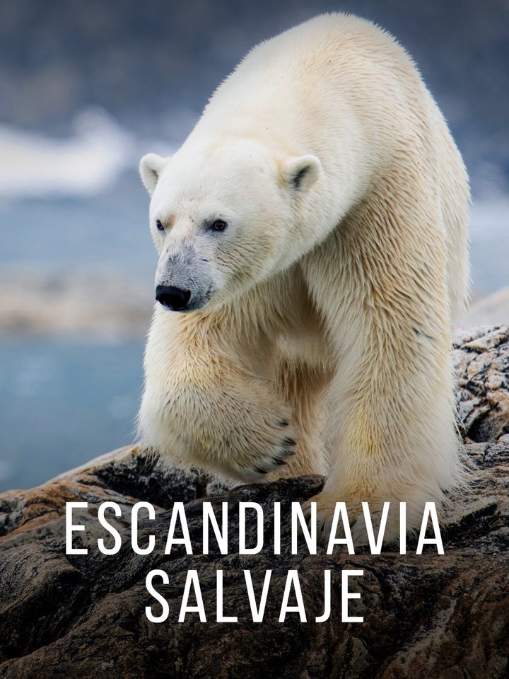 Póster de escandinavia salvaje