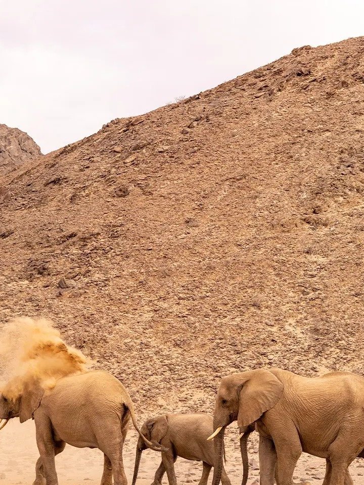 Póster de Hoanib: Los Secretos de los Elefantes del Desierto