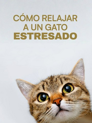 Cómo relajar a un gato estresado