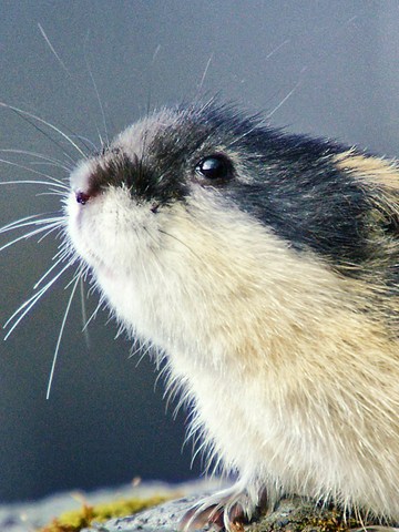 Lemming: El Pequeño Gigante del Norte
