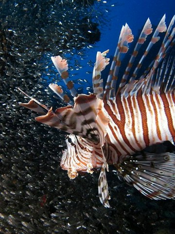 Peces León: Los Nuevos Piratas del Caribe