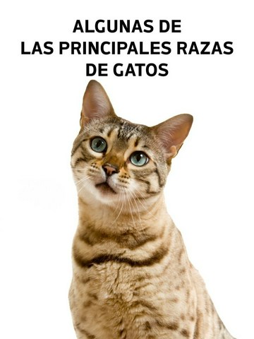 Algunas de las principales razas de gatos