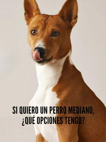 Si quiero un perro mediano, ¿Qué opciones tengo?